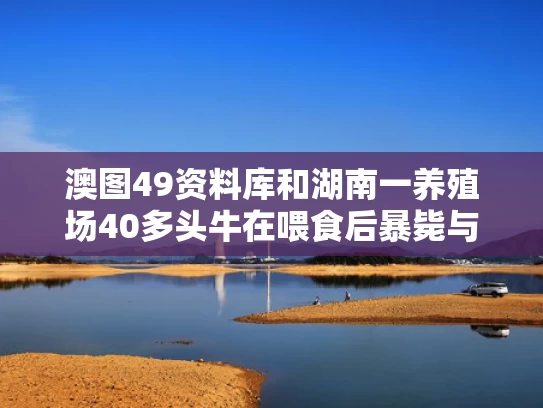 澳图49资料库和湖南一养殖场40多头牛在喂食后暴毙与大型场牛场喂牛视频