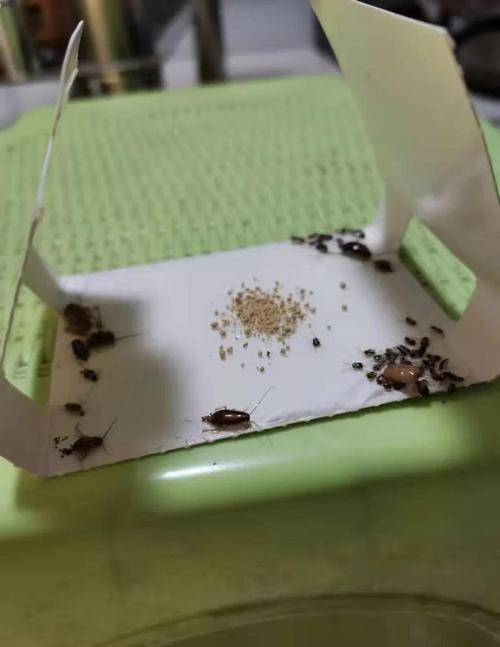 新澳门历史开奖记录查询表和未拆封餐具蟑螂乱爬与未拆封餐具蟑螂乱爬怎么办
