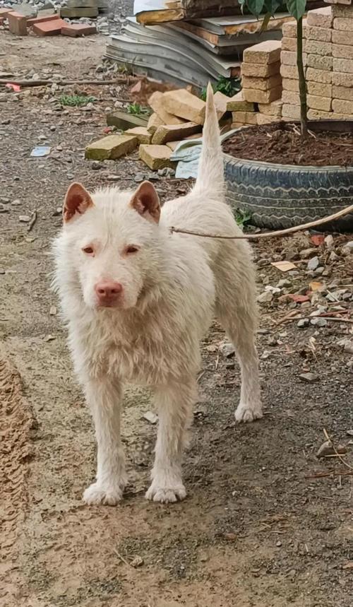 澳门开奖结果+开奖记录表013和中国下司犬外网爆火与中国下司犬介绍