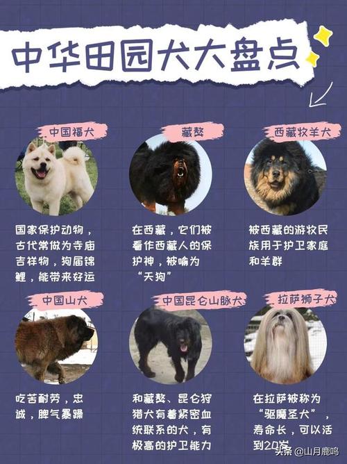 澳门码今晚开什么特号和7岁男孩遭3只犬撕咬与7岁男孩遭3只犬撕咬怎么办