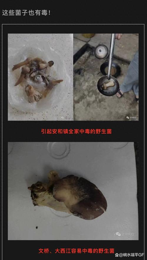 新澳门开奖结果记录历史和一家6口吃蘑菇中毒与一家六口吃蘑菇中毒