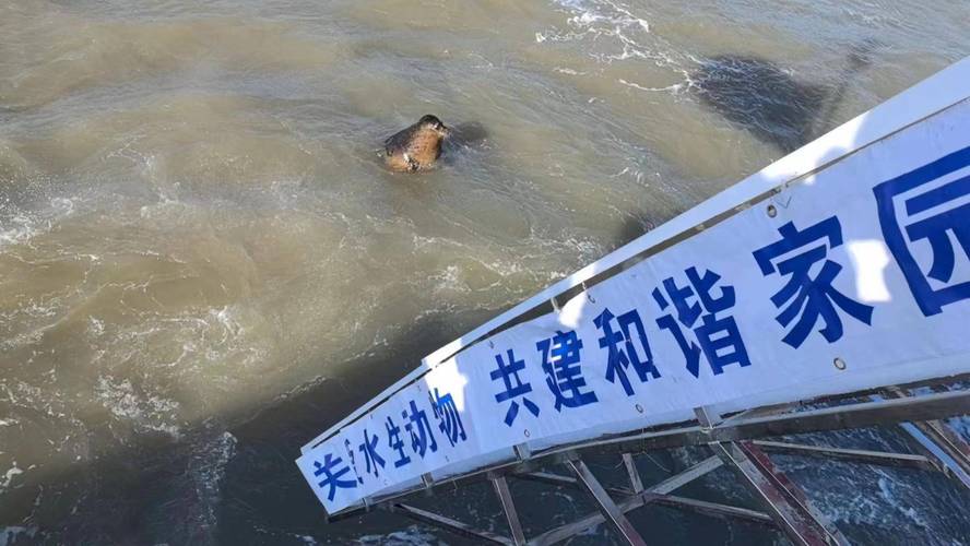 新澳门历史开奖记录查询表和9只斑海豹放归大海与9只斑海豹放归大海了吗